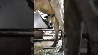 Robotic milking fullwood JOZ merlin M2 [upl. by Isbel769]