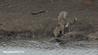 Crocodile attacks unsuspecting cheetah cub [upl. by Hieronymus99]