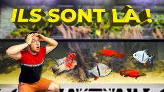 On met les POISSONS de ToopetVideos dans LAQUARIUM de 14000L  Flowerhorn et Piranha [upl. by Cointon]