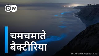 बैक्टीरिया क्यों और कैसे चमकते हैं जानिए Why do bacteria glow [upl. by Server]