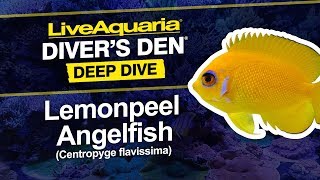 LiveAquaria® Diver’s Den® Deep Dive Lemonpeel Angelfish Centropyge flavissima [upl. by Torrey]