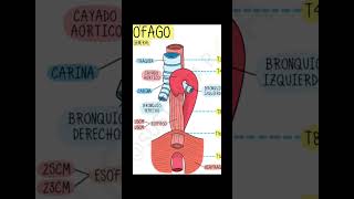 Esófago visión general medicina [upl. by Reynold]