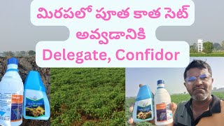 మిరపలో పూతకాత సెట్ అవ్వడానికి Delegate confidor [upl. by Slerahc727]