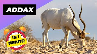 Addax  In 1 Minute 🦌 One Of The Most Endangered Animals In The Wild  1 Minute Animals [upl. by Melas589]