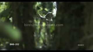 Goshawk Slow Motion Flies through tree shot on Phantom HD Gold  6 Shots [upl. by Loggins118]