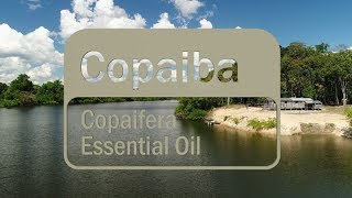 CoImpact Sourcing Copaiba Translated Subtitles [upl. by Sayre]