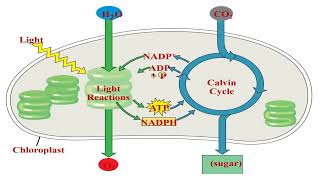 Photosynthesis and Cellular Respiration and Transpiration [upl. by Safier]