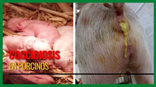 COCCIDIOSIS EN CERDOS [upl. by Awe]