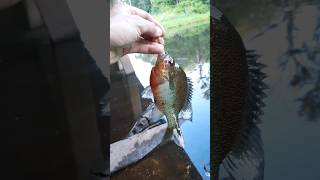 Chatterbait flashback mini redbreast South Georgia ditch fishing fishing [upl. by Glanti]