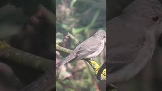 Spotted Flycatcher [upl. by Akimahc]