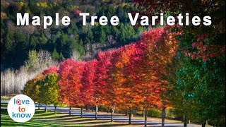 How To Identify Maple Tree Varieties [upl. by Llertniuq728]