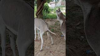 Enjoy donkey gadha pets youtube plzsubscribe [upl. by Chaim292]