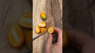 So delicious Kumquat Japanese Orange ASMR cutting real fruit asmrcutting asmrshort cuttingfruits [upl. by Estren]