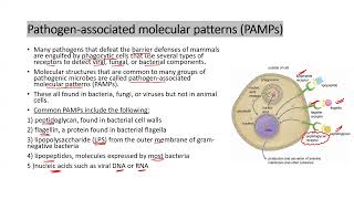 PAMPs amp TLRs apbiology ibbiology immunesystem humanphysiology [upl. by Philina]