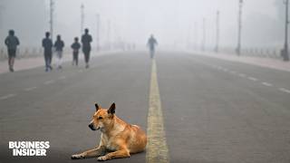 What Cities In India And Pakistan Look Like After Toxic Smog Spreads  Insider News [upl. by Mears]