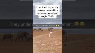 Amazing Elephants capture caught unaware 😭🙈🫶watch till the end ❤️🐘🐘wildlwildlifeelephant [upl. by Philo]