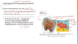 Golgi Apparatus 3 [upl. by Enilesoj]