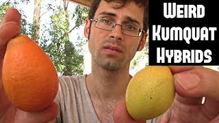 Strange Citruses Mandarinquat amp Limequat  Weird Fruit Explorer Ep 252 [upl. by Ardeid]