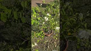 bougainvillea plant care tips trending gardening terracegarden flowers reels gardeningtips [upl. by Gnaw609]