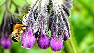 Σύμφυτο  Symphytum officinale  Comfrey [upl. by Suoiluj]