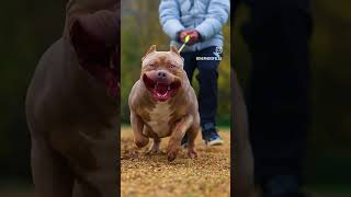 Pitpu dog 🐕 treatment video 👍 [upl. by Eyahs348]