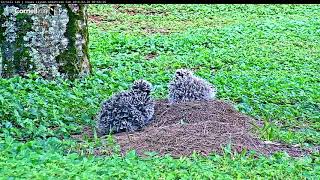 Neighboring Laysan Albatross Chicks Spar At Nest 3 – Feb 28 2018 [upl. by Hainahpez84]