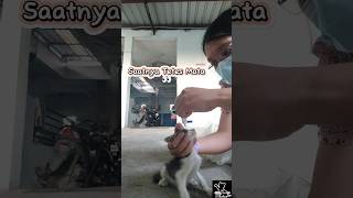 Obat Tetes Mata Untuk Kitten Jalanan Yg Sakit Mata kittencatcatscatvideoscatloverkucingjalanan [upl. by Monjo]