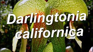 Darlingtonia californica [upl. by Nagaem]