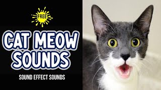 Cutest Cat Meow Sound Effect  Cat Meowing Sounds [upl. by Laitselec952]