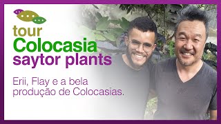 TOUR COLOCASIAS SAYTOR PLANTS  24 variedades para você descobrir [upl. by Eustis]