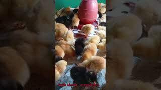 agriculture chicken foryou birds Tiger murgi [upl. by Ayian]