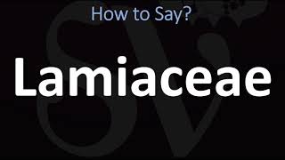 How to Pronounce Lamiaceae CORRECTLY [upl. by Ainevul]