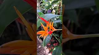 Heliconia psittacorum looks beautiful 🥰  Planting Fields Arboretum State Historic Park [upl. by Ahsekyw]