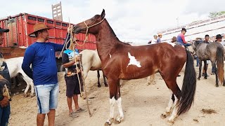 CAVALOS DE QUALIDADE E COM PREÇO BOM É NA FEIRA EM CARUARUPE UMA DAS MELHORES DO NORDESTE 2103 [upl. by Ayokahs]