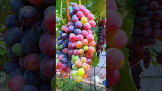 Rangbirange angur jo gardan me lage hai 🍇🍎🍊🍒 Ep052 shorts [upl. by Oskar]