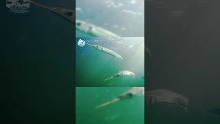 garfish fishing fish fishingislife escapecam havørredfiskeri seatroutfishing havørred [upl. by Serene]