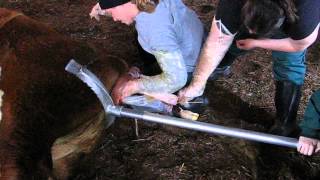 How to properly use a calf jack to deliver a calf [upl. by Patrica]