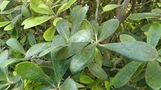 Pittosporum crassifolium Banks amp Soland ex A Cunningham [upl. by Adaven]