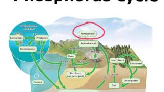 Phosphorus Cycle [upl. by Bary892]