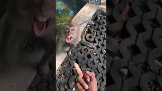 Zoo with funny monkeymonkey gorilla zoo funnyvideo funnymonkey fail hilarious [upl. by Enytsuj]