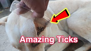 remove ticks dogs ears diychorvyfarm [upl. by Chaddy]