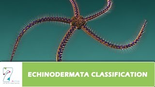 ECHINODERMATA CLASSIFICATION Part1 [upl. by Irwin]