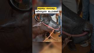 10 ബെൻസ്സിൻ്റെ വിലയുള്ള പോത്ത് anmol buffalo malayalam shorts [upl. by Karolina]