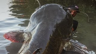 Incredible Huge Catfish 85 feet  250 LBS  HD by Yuri Grisendi [upl. by Adnarrim]