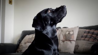 25 Labrador Tricks [upl. by Omissam]