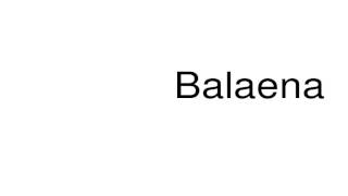 How to pronounce Balaena [upl. by Enitnemelc]