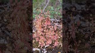 A pretty little plant that most people dont notice the saxifrage Shorts [upl. by Ardisi]