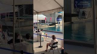 101b at nationals diving 101b aau shorts viral fyp synchro [upl. by Aba]