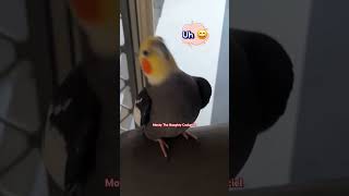 One uh for every beak snap by Monty The Naughty Cockatiel 😂❤️ [upl. by Chari]