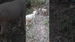 SHEEP FIGHT 🐑 viralvideo shortvideo treandinge SHEEPLOVER youtube [upl. by Graeme]